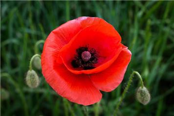 Repairs to the Poppy Net at St Giles Church